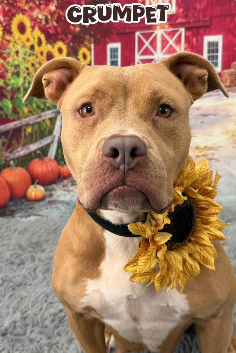 An adult medium-sized female Mixed Breed dog named Crumpet for adoption in Flint, MI