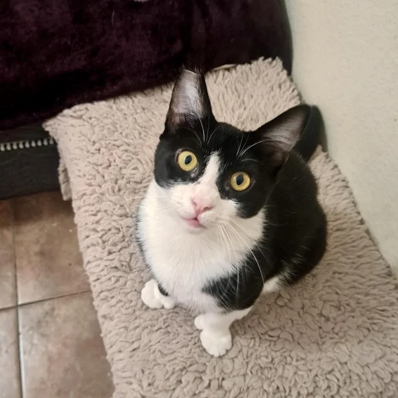 Chilindrina thumbnail 2