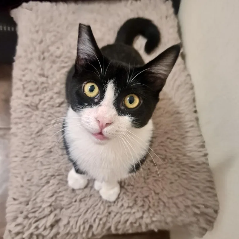 Chilindrina thumbnail 3