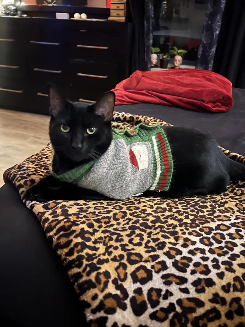 An adult medium-sized male Domestic Short Hair cat named Curry Soup & Vlad for adoption in Bridgeton, NJ