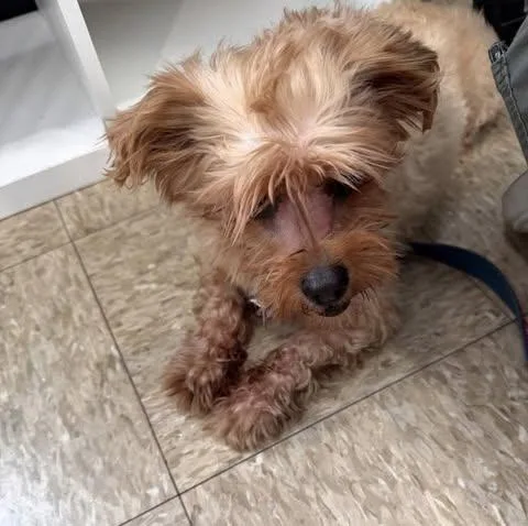 An adult small-sized male Brown / Chocolate Maltese dog named Rudolph for adoption in Ozone Park, NY