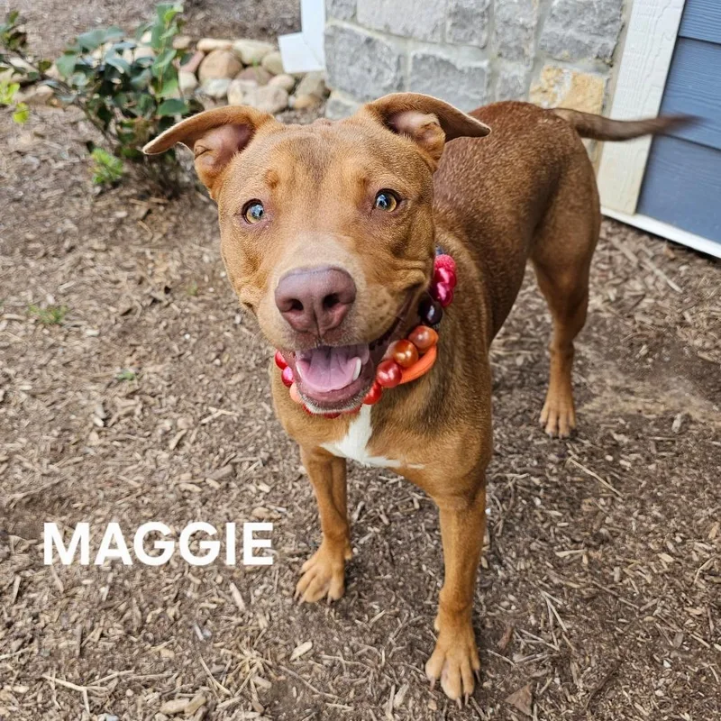 An adult medium-sized female Pit Bull Terrier dog named Maggie for adoption in Knoxville, TN