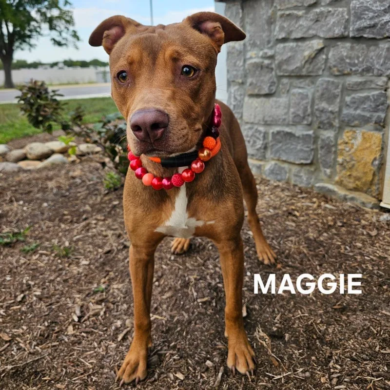 Maggie thumbnail 6