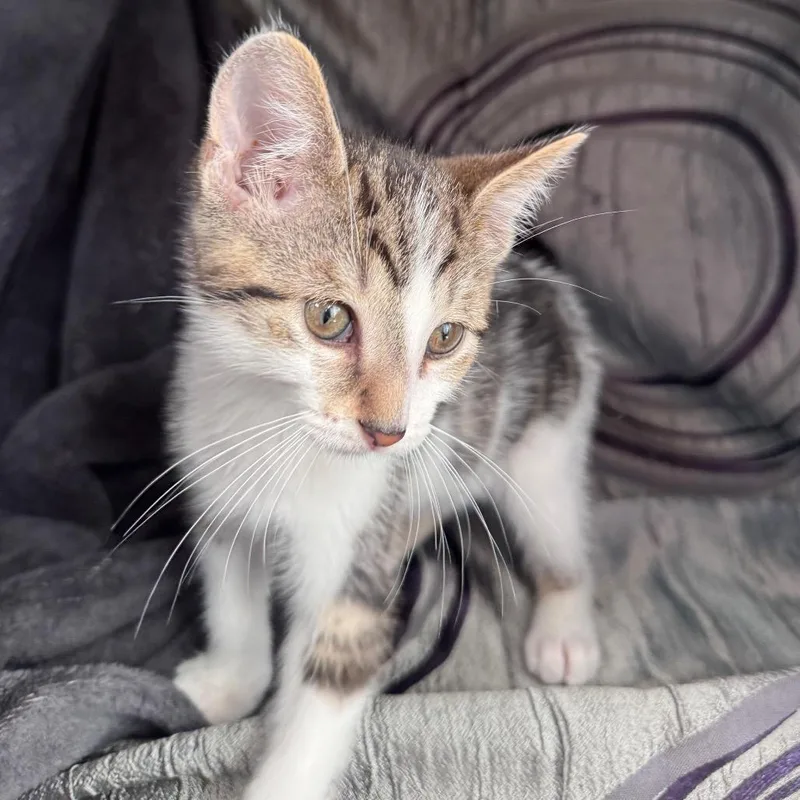 A baby small-sized male Brown / Chocolate Domestic Short Hair cat named Luther Pasadena for adoption in Eaton Rapids, MI