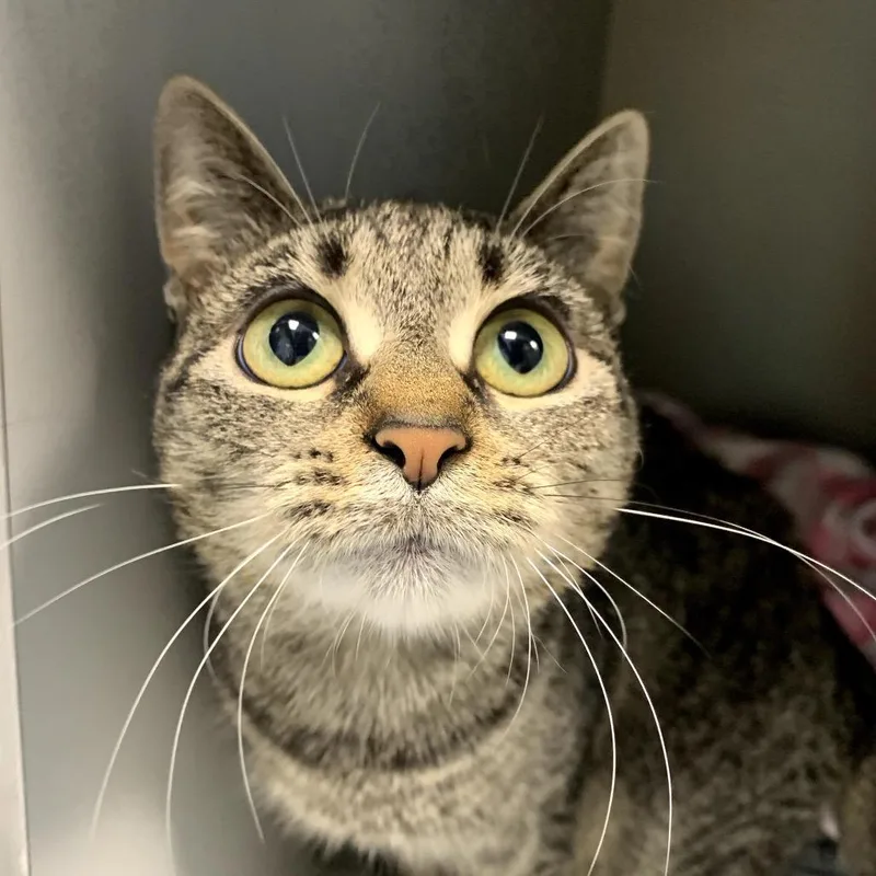 A young medium-sized female Brown / Chocolate Domestic Short Hair cat named Souffle for adoption in Boston, MA