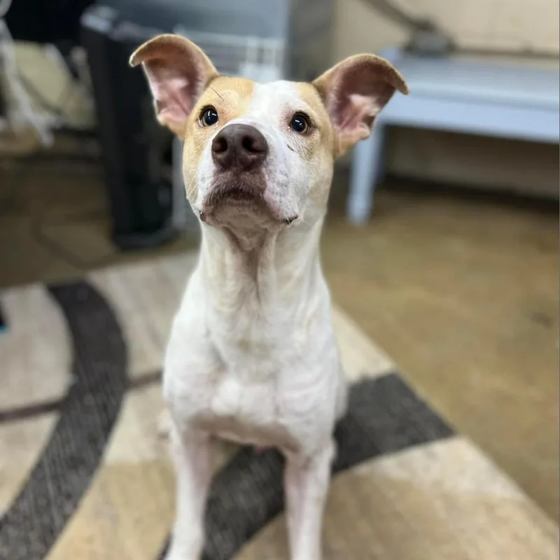 An adult medium-sized male Pit Bull Terrier dog named Miles for adoption in Hartsville , TN