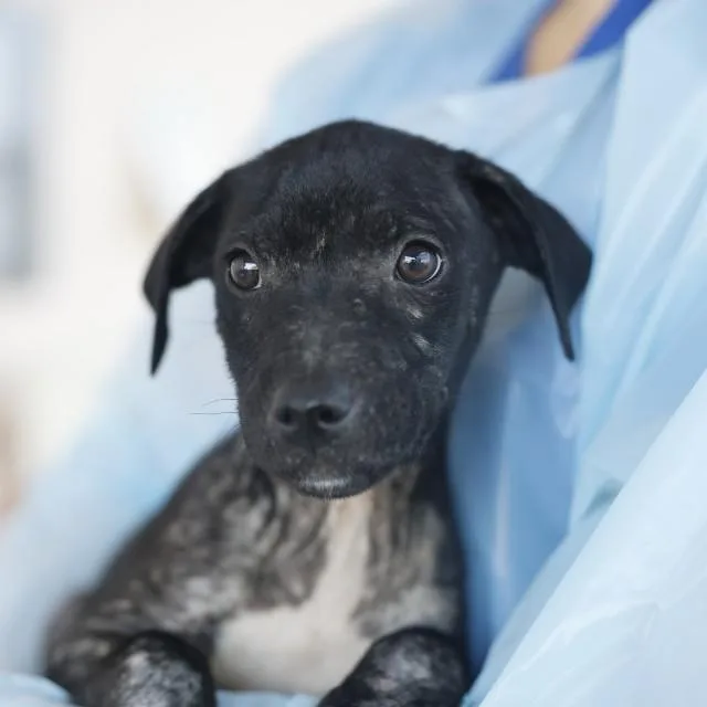 A baby medium-sized male American Staffordshire Terrier dog named Kenai for adoption in San Antonio, TX