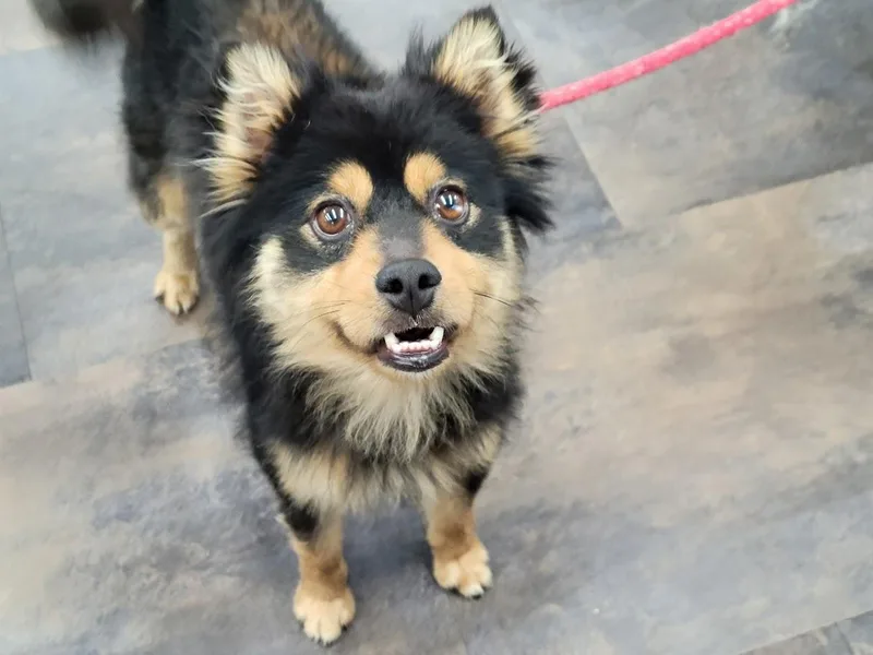 An adult medium-sized male Black Pomsky dog named Oscar for adoption in Lisbon, OH