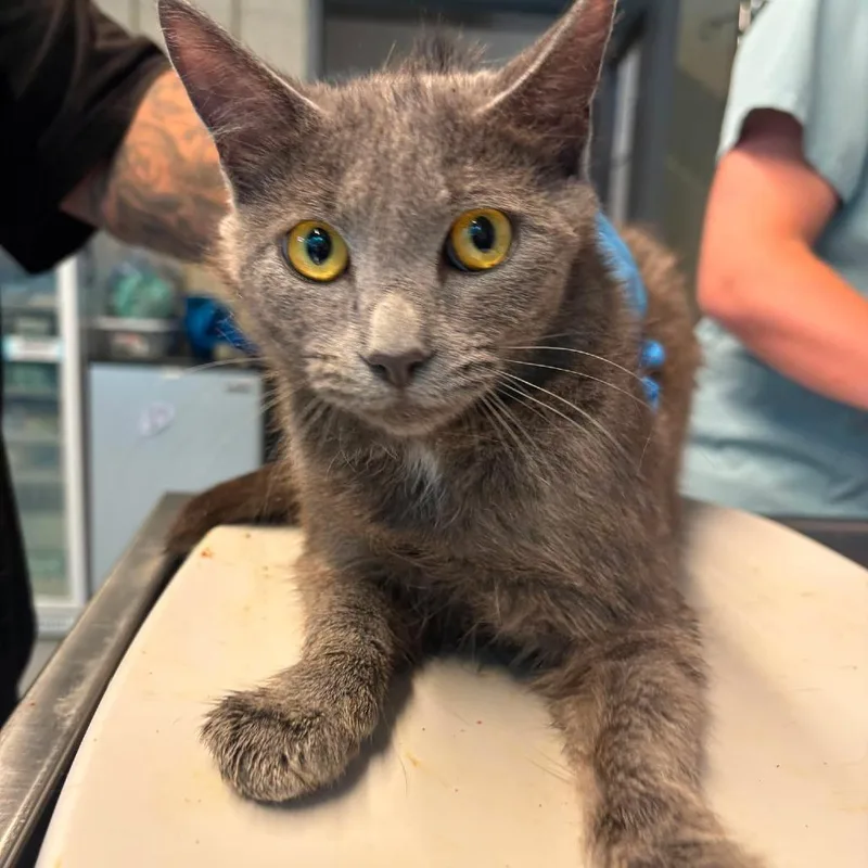 An adult medium-sized female Gray / Blue / Silver Domestic Short Hair cat named Willow for adoption in Huntington, WV