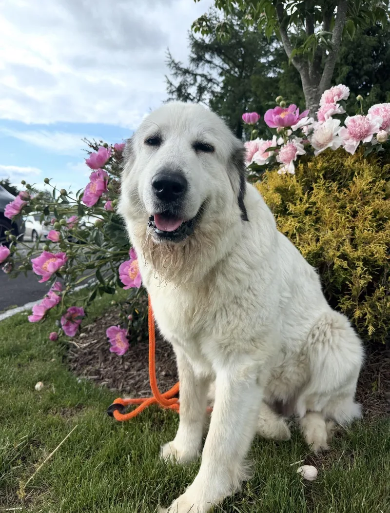 An adult large-sized female Great Pyrenees dog named Merlot for adoption in University Place, WA