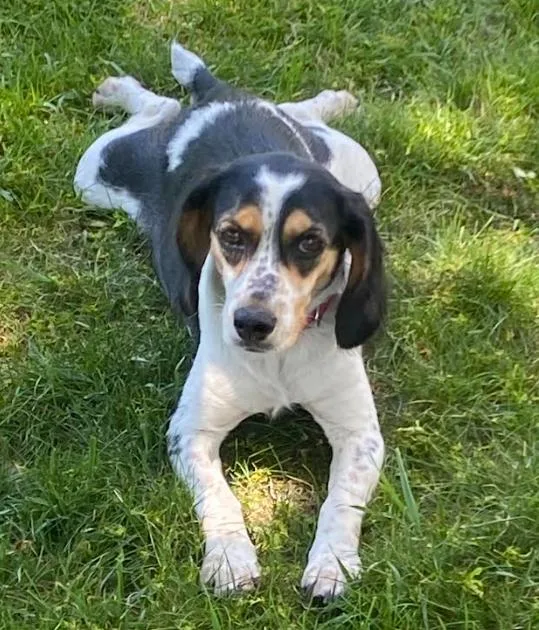 An adult medium-sized female Beagle dog named Mia for adoption in Brooklyn Center, MN