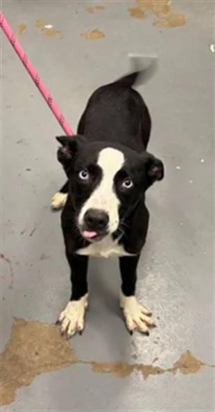 A baby medium-sized female Husky dog named Orca for adoption in Peoria, IL
