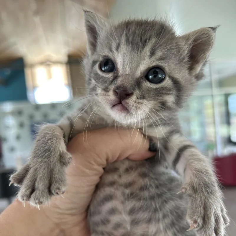 A baby small-sized male Gray / Blue / Silver Domestic Short Hair cat named Jelly for adoption in Leander, TX