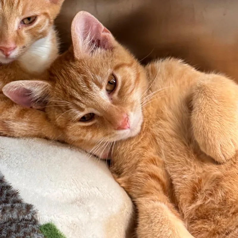 A baby medium-sized male Orange / Red Domestic Short Hair cat named Nacho for adoption in Lynchburg, VA