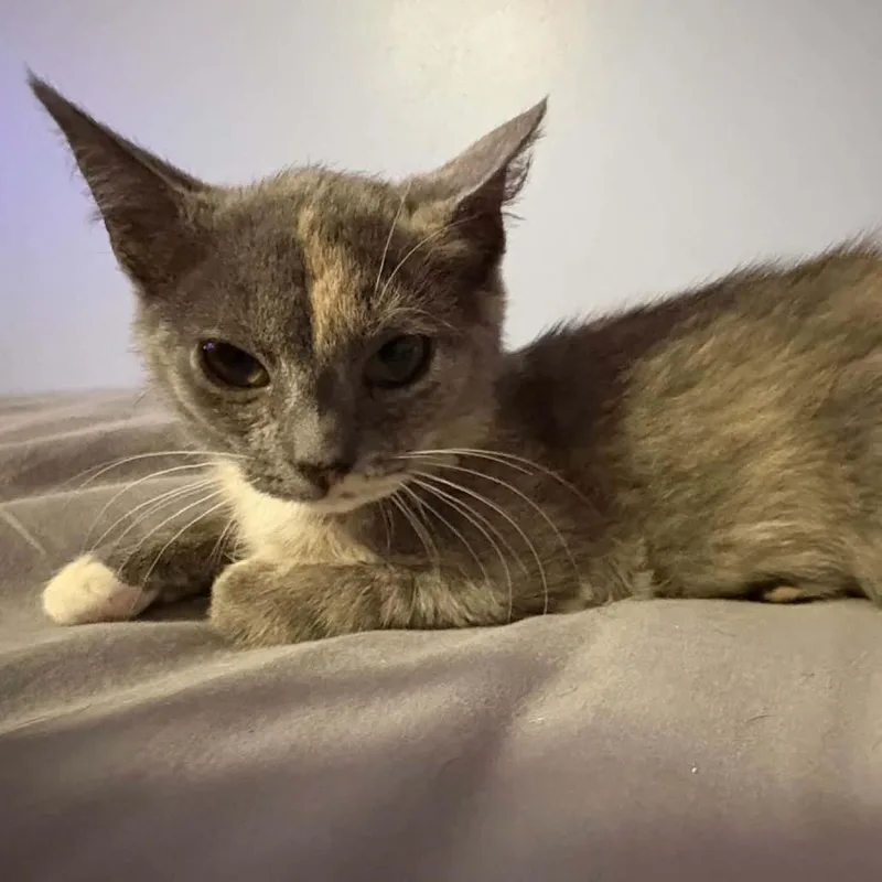 A baby small-sized female Tortoiseshell Domestic Short Hair cat named Sparkle C for adoption in Lebanon, TN