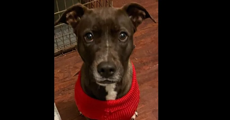 A young medium-sized female Labrador Retriever dog named Roxy for adoption in Dallas, TX