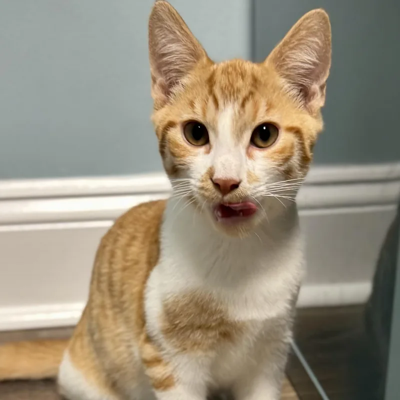 A baby medium-sized male Domestic Short Hair cat named Jack for adoption in Cranford, NJ