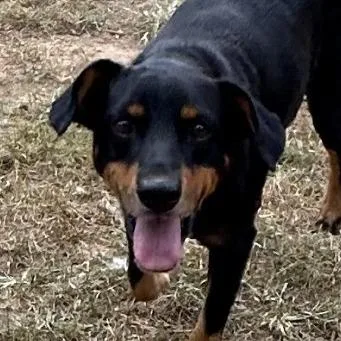 A senior medium-sized male Black and Tan Coonhound dog named Sherman for adoption in Hackett, AR
