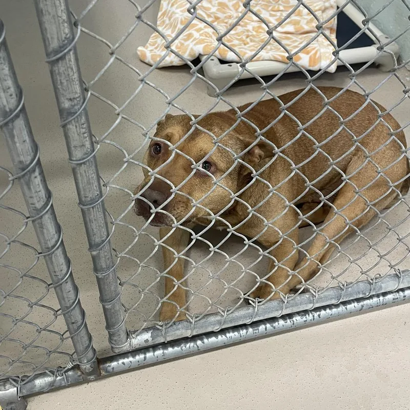 An adult medium-sized male Brown / Chocolate Pit Bull Terrier dog named Ace for adoption in Newark, NJ