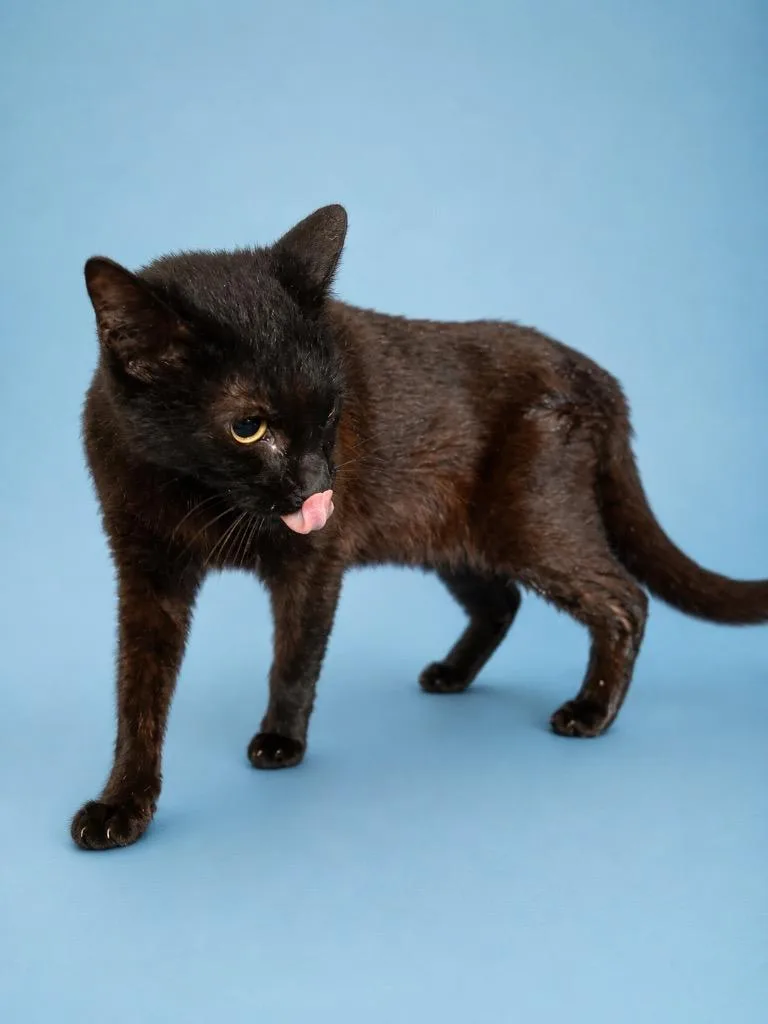A young medium-sized male Domestic Short Hair cat named Kip for adoption in Wauchula, FL