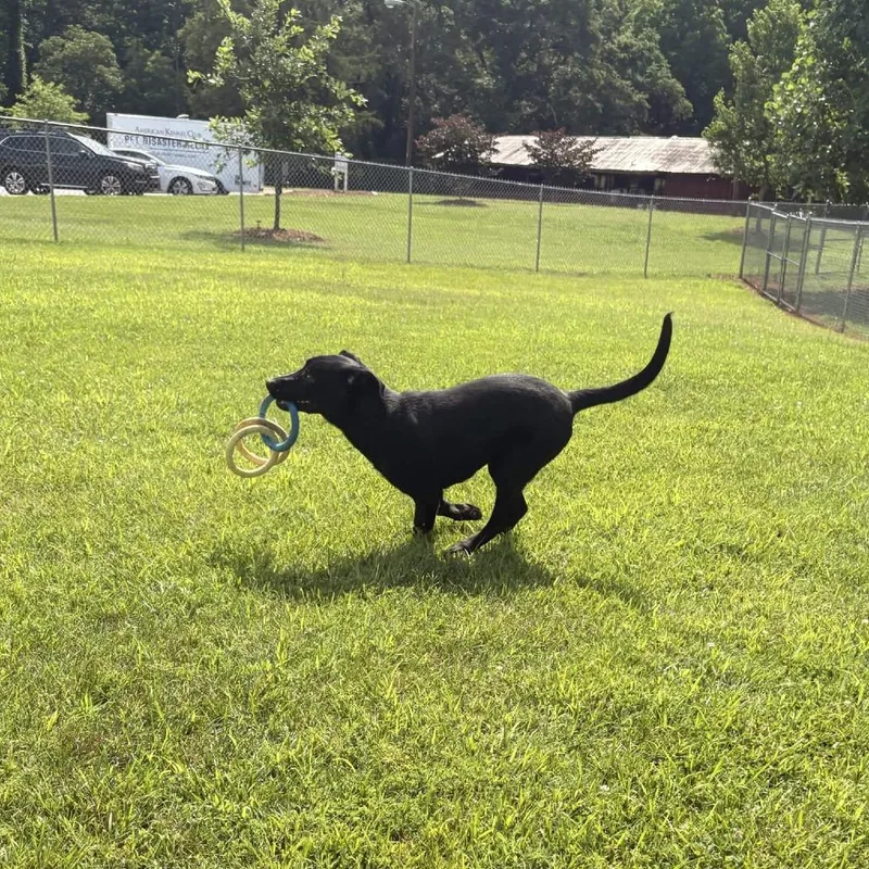 A young medium-sized female Black Mixed Breed dog named Equinox for adoption in Greenville, SC
