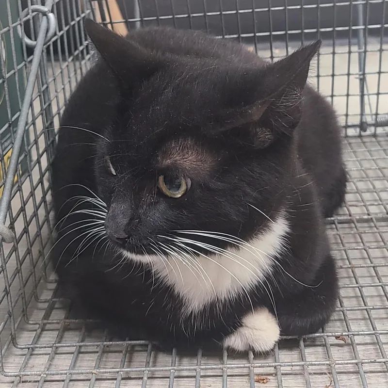 An adult small-sized female Black Domestic Short Hair cat named Gensym for adoption in Hemet, CA