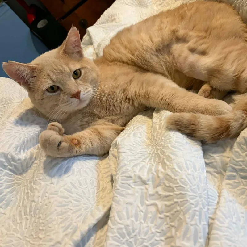 Fancy Dan thumbnail 2