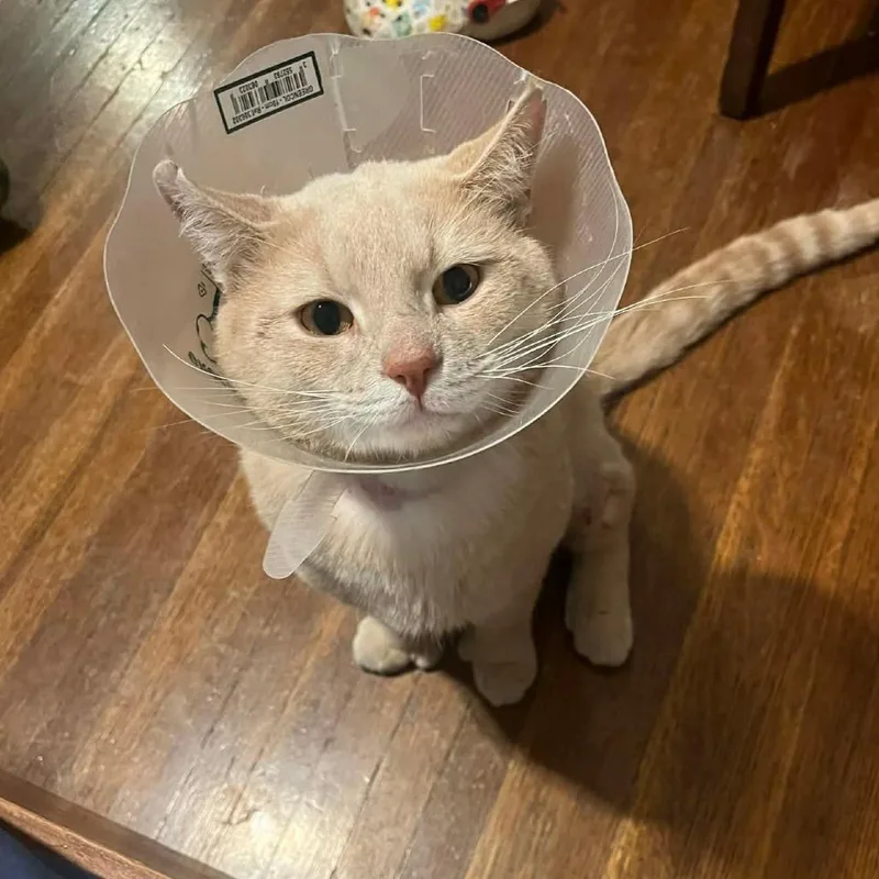 Fancy Dan thumbnail 3