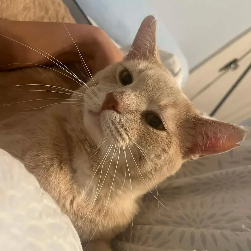 Fancy Dan thumbnail 4