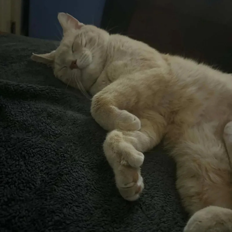 Fancy Dan thumbnail 5