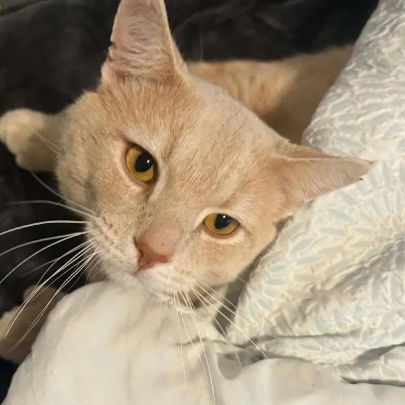 Fancy Dan thumbnail 6