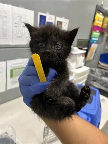 A baby small-sized female Domestic Short Hair cat named Nala for adoption in San Martin, CA