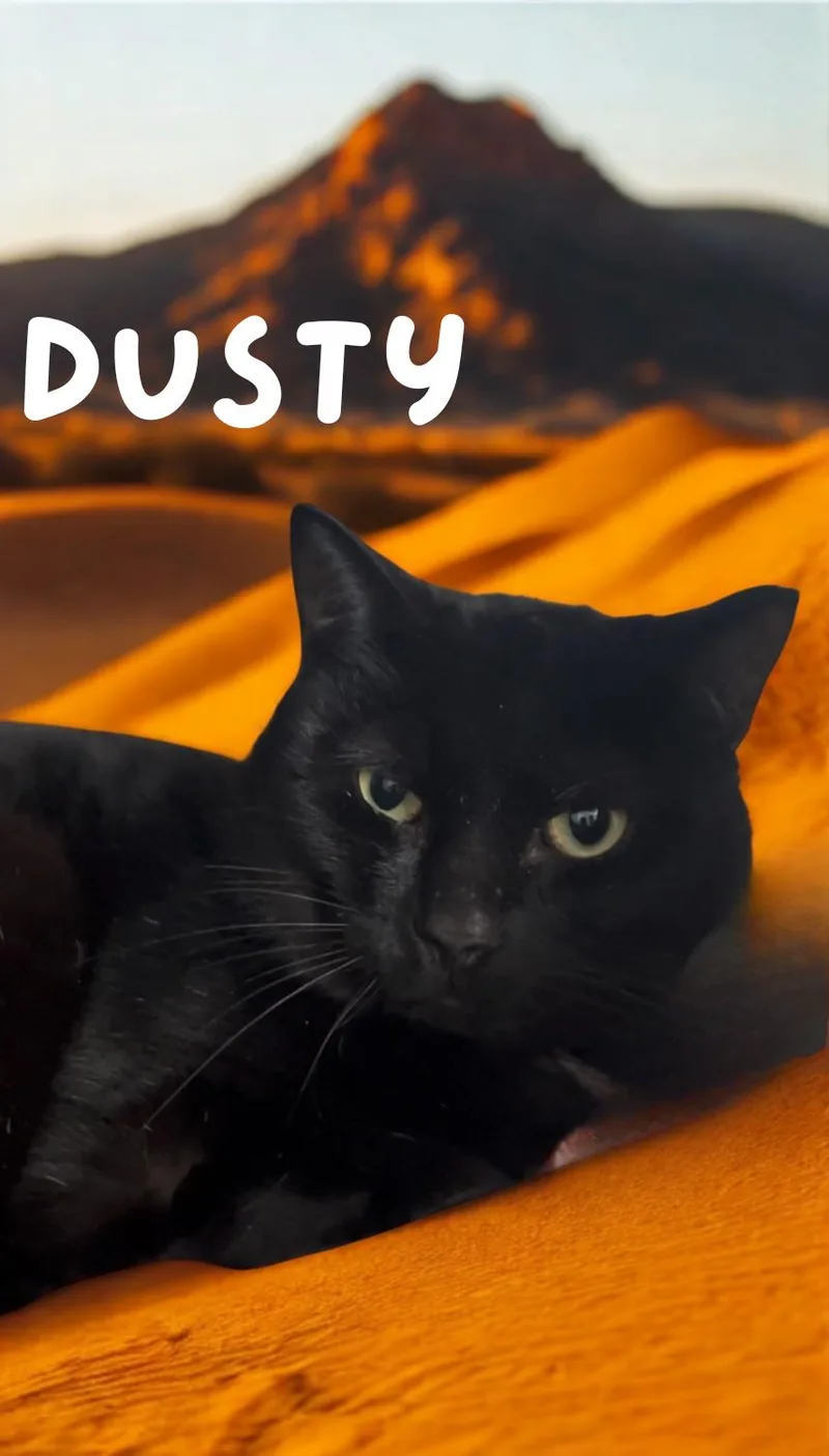 An adult medium-sized male Black Domestic Short Hair cat named Dusty for adoption in Orleans, VT