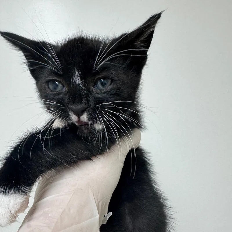A baby small-sized male Black Domestic Short Hair cat named Bowtie for adoption in Grantsville, UT