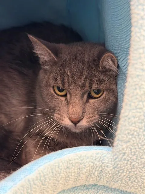A young medium-sized female Domestic Short Hair cat named Belle for adoption in Brighton, CO