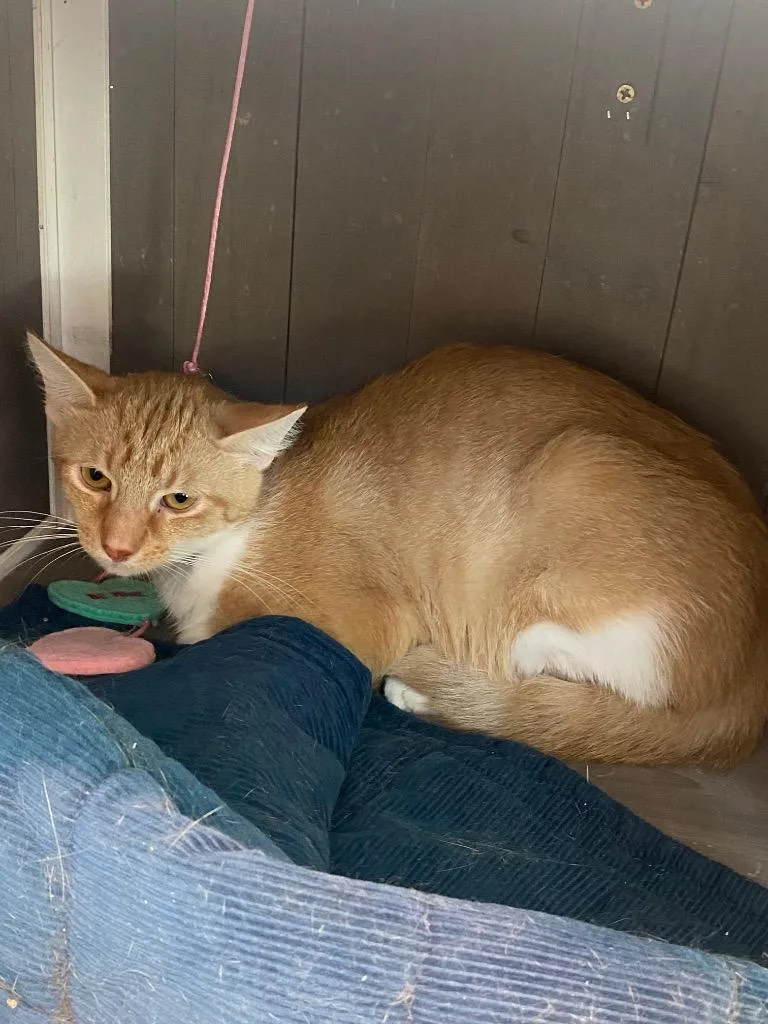 A young medium-sized male Domestic Short Hair cat named Doug for adoption in Athens, TN