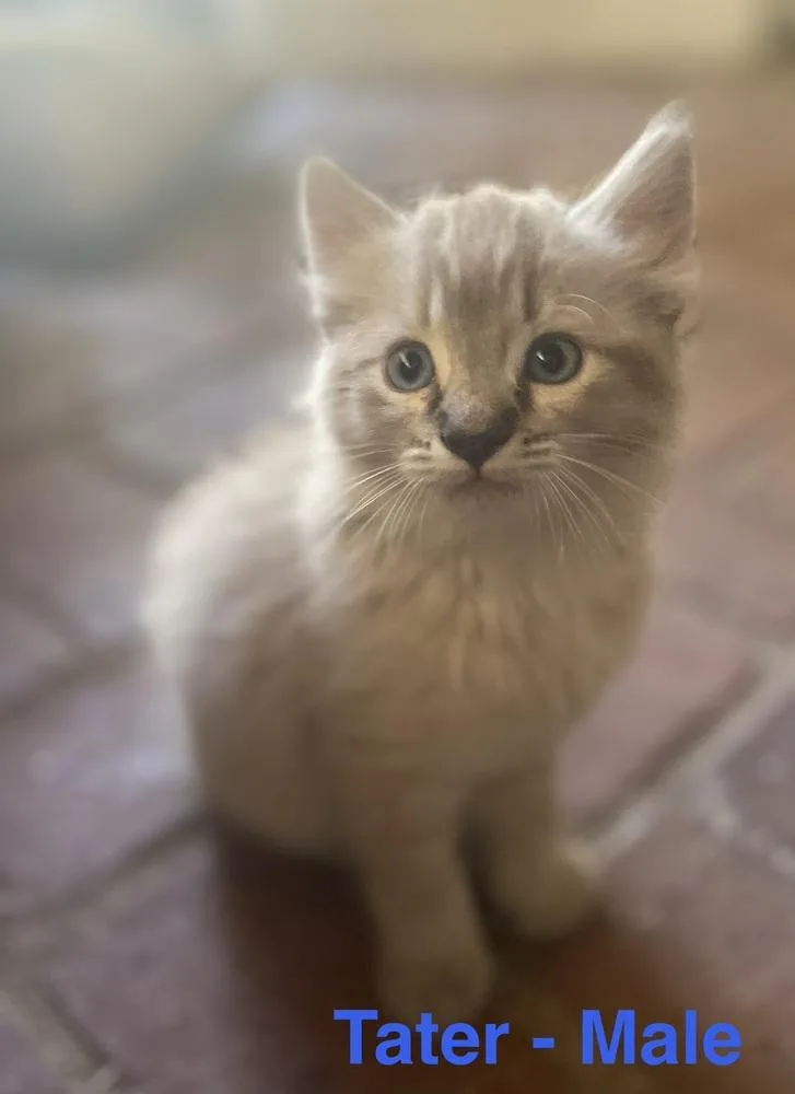 A baby small-sized male Cream / Ivory Siamese cat named Tater for adoption in Lancaster, CA
