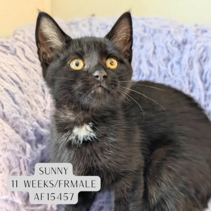 A young medium-sized female Black Domestic Short Hair cat named Sunny for adoption in Supply, NC