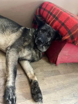 An adult large-sized female Shepherd dog named Sapphire for adoption in Westland, MI