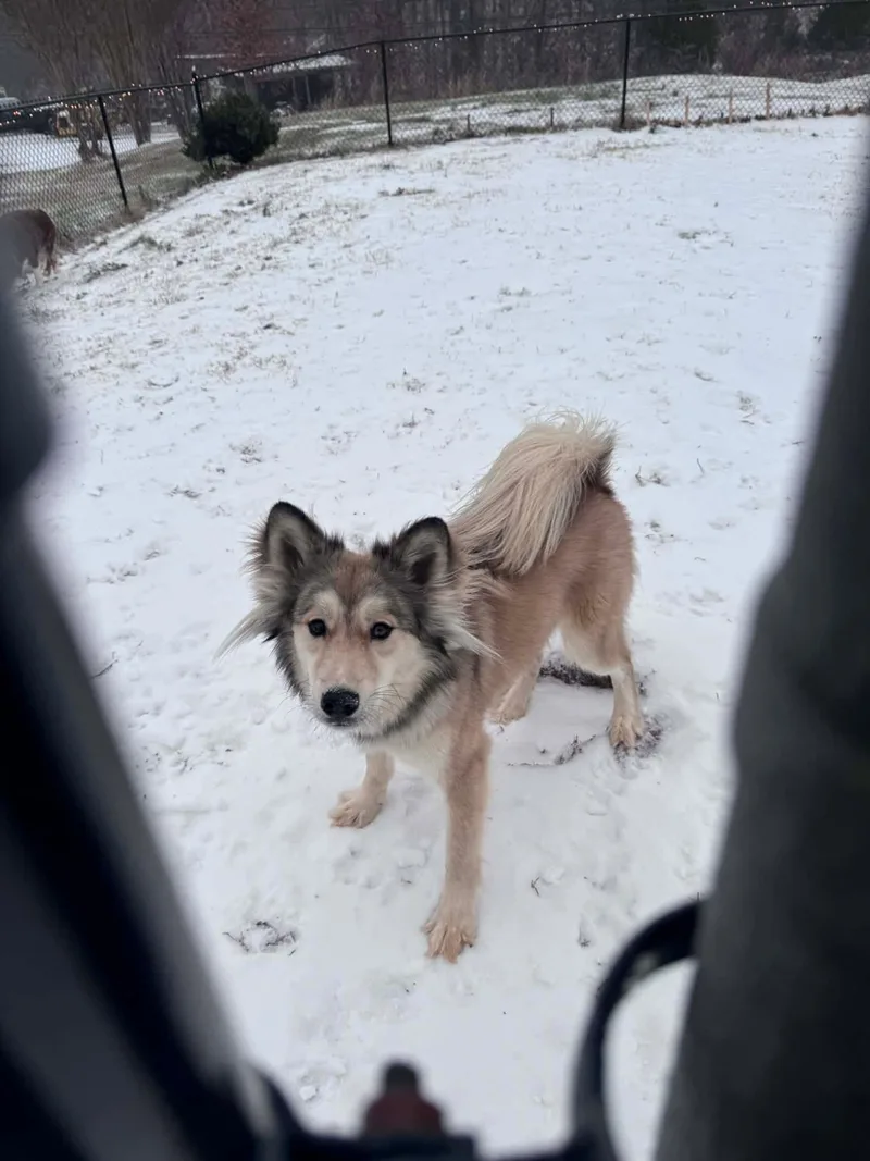 An adult medium-sized female White / Cream Pomsky dog named Shybug for adoption in Inez, KY