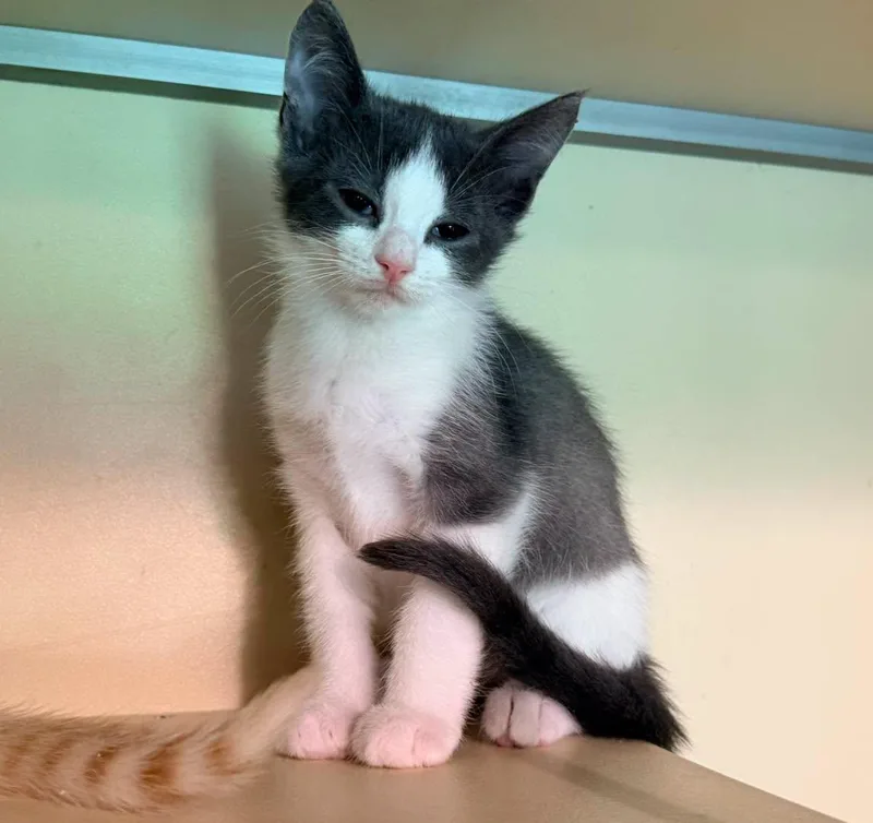 A baby small-sized male Gray & White Domestic Short Hair cat named Easton for adoption in Capshaw, AL