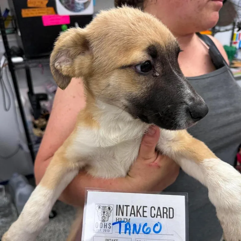 A baby medium-sized female Yellow / Tan / Blond / Fawn Mixed Breed dog named Tango for adoption in Fredericksburg, VA