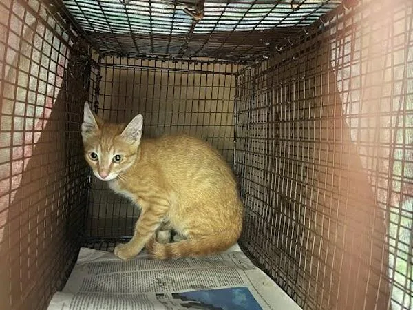 A baby small-sized male Domestic Short Hair cat named Sunflower for adoption in Austin, TX