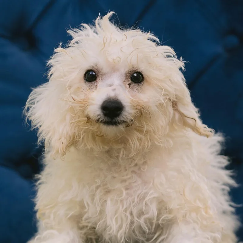 A baby small-sized female Bichon Frise dog named Angels in the Midst for adoption in Zionsville, IN