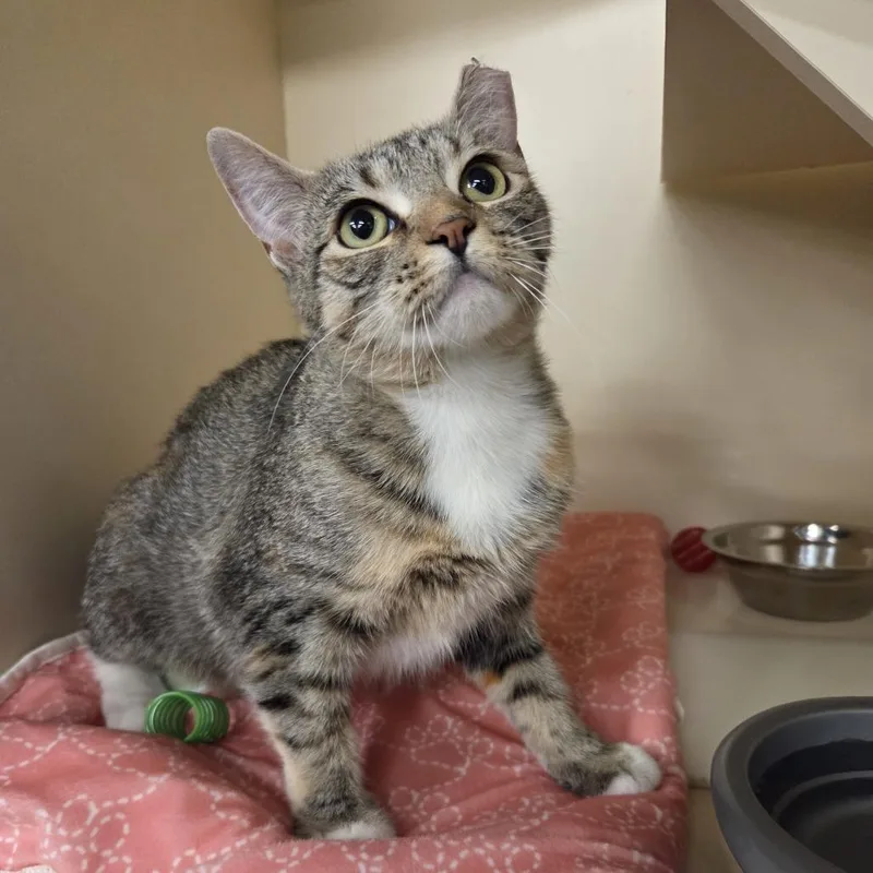 An adult medium-sized female Gray / Blue / Silver Domestic Short Hair cat named Esmeralda for adoption in Hinsdale, IL