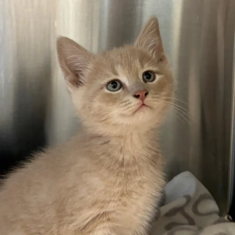 A baby small-sized male Buff / Tan / Fawn Domestic Short Hair cat named Monterey for adoption in Washington Township, OH