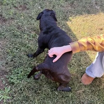 An adult medium-sized female Black Staffordshire Bull Terrier dog named Geneva for adoption in Kearneysville, WV