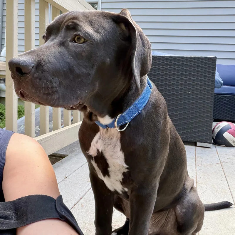 A baby large-sized male Chocolate Labrador Retriever dog named Prince for adoption in Longview, TX