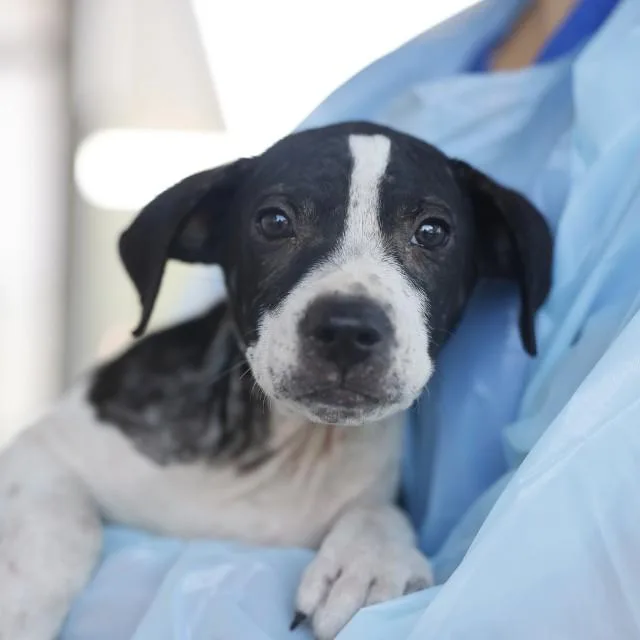 A baby medium-sized male American Staffordshire Terrier dog named Sitka for adoption in San Antonio, TX