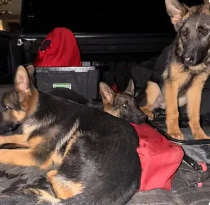 A young large-sized female German Shepherd Dog dog named A for adoption in Tracy, CA